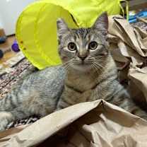 Thumbnail photo of Olivetta (bonded with Gracie) #3