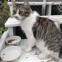 Thumbnail photo of Azula #3