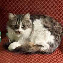 Thumbnail photo of Azula #4