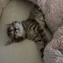 Thumbnail photo of Jelly Bean #3