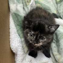 Thumbnail photo of Jelly Roll #4