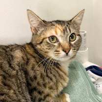 Thumbnail photo of Talia #2