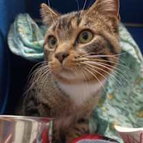 Thumbnail photo of Geronimo Stilton #1