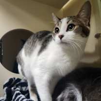 Thumbnail photo of Peppermint Bark - Foster-to-Ad #1