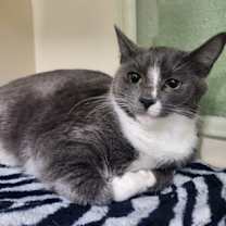 Thumbnail photo of Divinity - Foster-to-Adopt #1