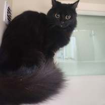 Thumbnail photo of Chocolate Orange - Foster-to-A #1