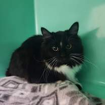 Thumbnail photo of Crinkle Cookie - Foster-to-Ado #1