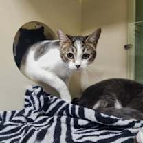 Thumbnail photo of Peppermint Bark - Foster-to-Ad #2