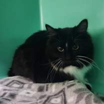 Thumbnail photo of Crinkle Cookie - Foster-to-Ado #2