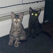 Thumbnail photo of Shadow #2