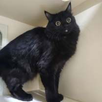 Thumbnail photo of Chocolate Orange - Foster-to-A #2