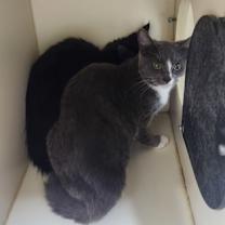 Thumbnail photo of Divinity - Foster-to-Adopt #3