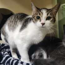 Thumbnail photo of Peppermint Bark - Foster-to-Ad #3