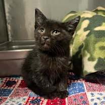 Thumbnail photo of Shadow #3