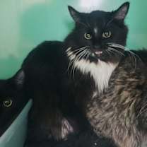 Thumbnail photo of Crinkle Cookie - Foster-to-Ado #3