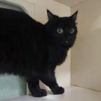 Thumbnail photo of Chocolate Orange - Foster-to-A #3