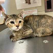 Thumbnail photo of Nutmeg #1