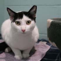 Thumbnail photo of Leo #1