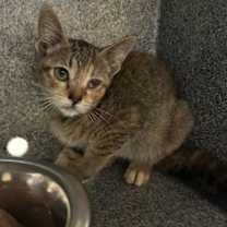 Thumbnail photo of Nutmeg #2