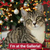 Thumbnail photo of Gulf #2