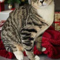 Thumbnail photo of Gulf #3