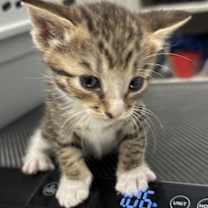 Thumbnail photo of Connie #2