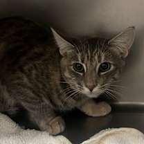 Thumbnail photo of Nutmeg #4