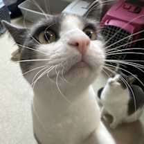 Thumbnail photo of Pumpkin #3