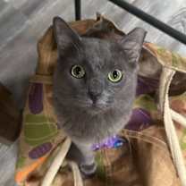 Thumbnail photo of Stewie #3