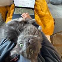 Thumbnail photo of Stewie #4