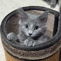 Thumbnail photo of Caper #2