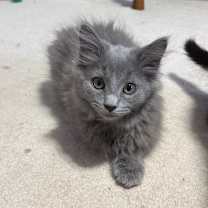 Thumbnail photo of Caper #4