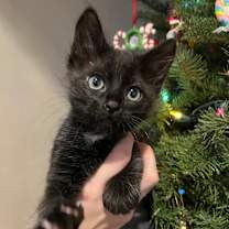 Thumbnail photo of Salem #1