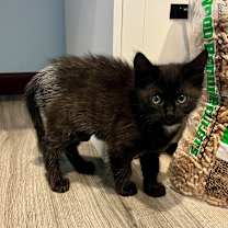 Thumbnail photo of Salem #3