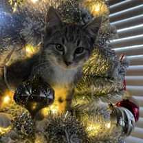 Thumbnail photo of Indy #1