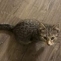 Thumbnail photo of Indy #3