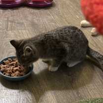 Thumbnail photo of Indy #4