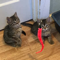 Thumbnail photo of Rocco Showcase #1