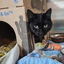 Thumbnail photo of Piglet #17 #2