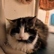 Thumbnail photo of Ruby #2