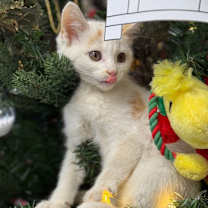 Thumbnail photo of Eggnog/Gus #1