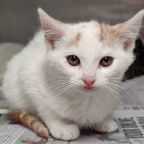 Thumbnail photo of Eggnog/Gus #2