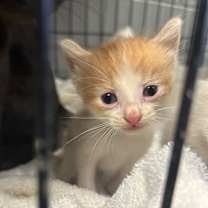 Thumbnail photo of Marinara #3