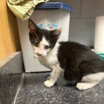 Thumbnail photo of Petunia #2