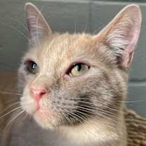 Thumbnail photo of Reed #1