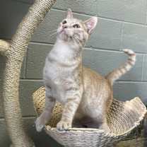 Thumbnail photo of Reed #2