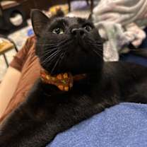 Thumbnail photo of Jiji #2