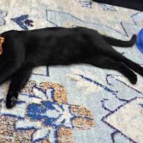 Thumbnail photo of Jiji #3