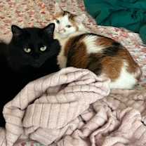 Thumbnail photo of Harry #3