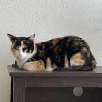 Thumbnail photo of Penny #2